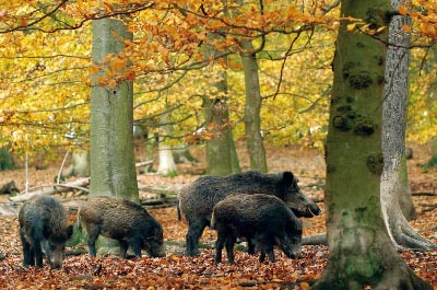 Wildschweine